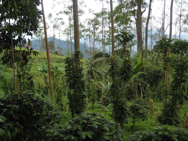Cultivo de café en las montañas de Colombia