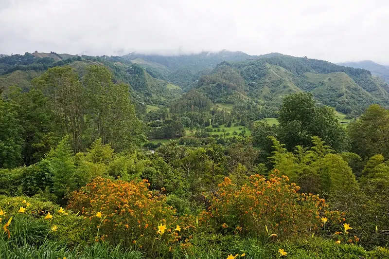 El Valle de Cocora, cerca de Salento