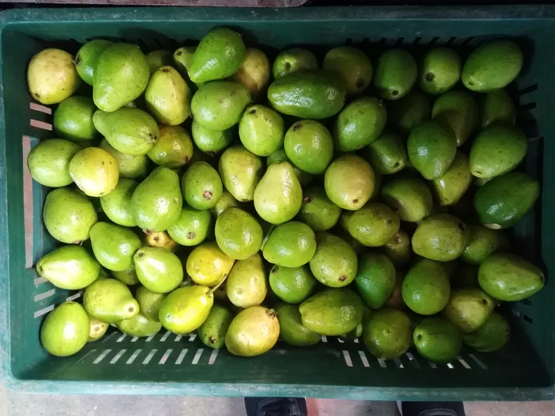 Guayabas frescas en la Plaza Minorista, uno de los mercados donde comer en Medellín